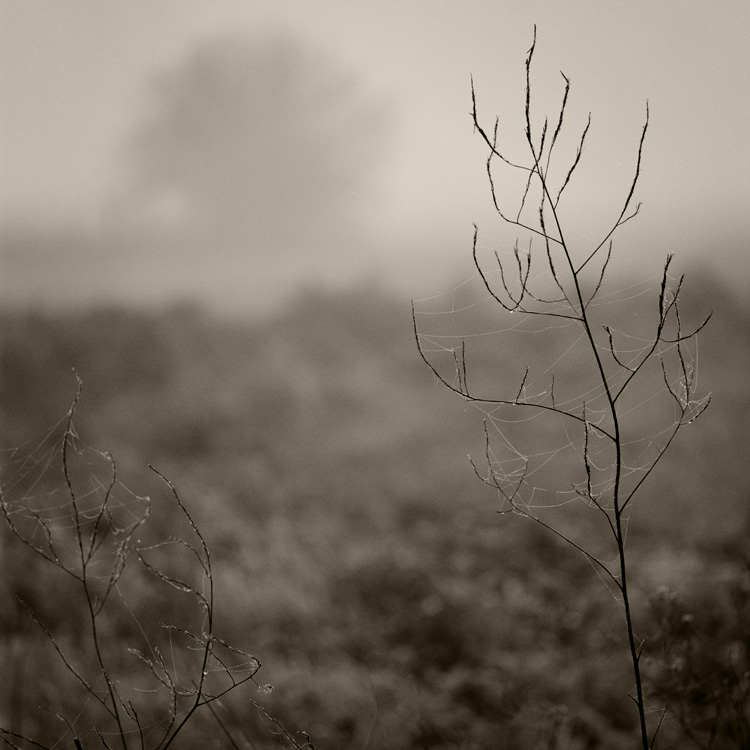 Weeds, Webs And Fog