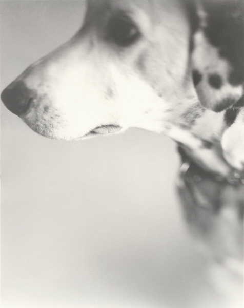 weekly dog - Ziggy Stardust
