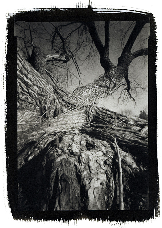 Weeping Willow in Winter