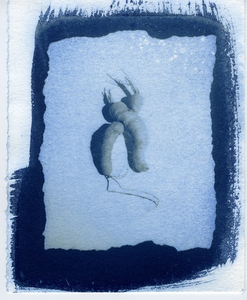 weird carrot cyanotype