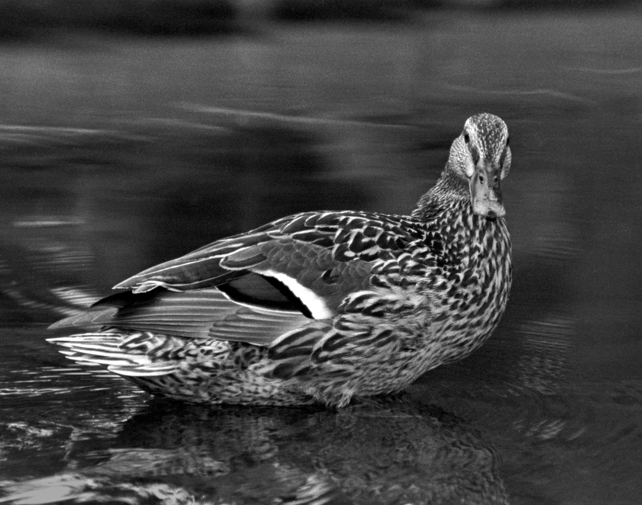 Well Howdy Do! - From MSA 10/2025, Birds