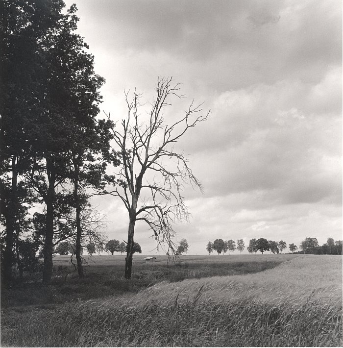Wendland