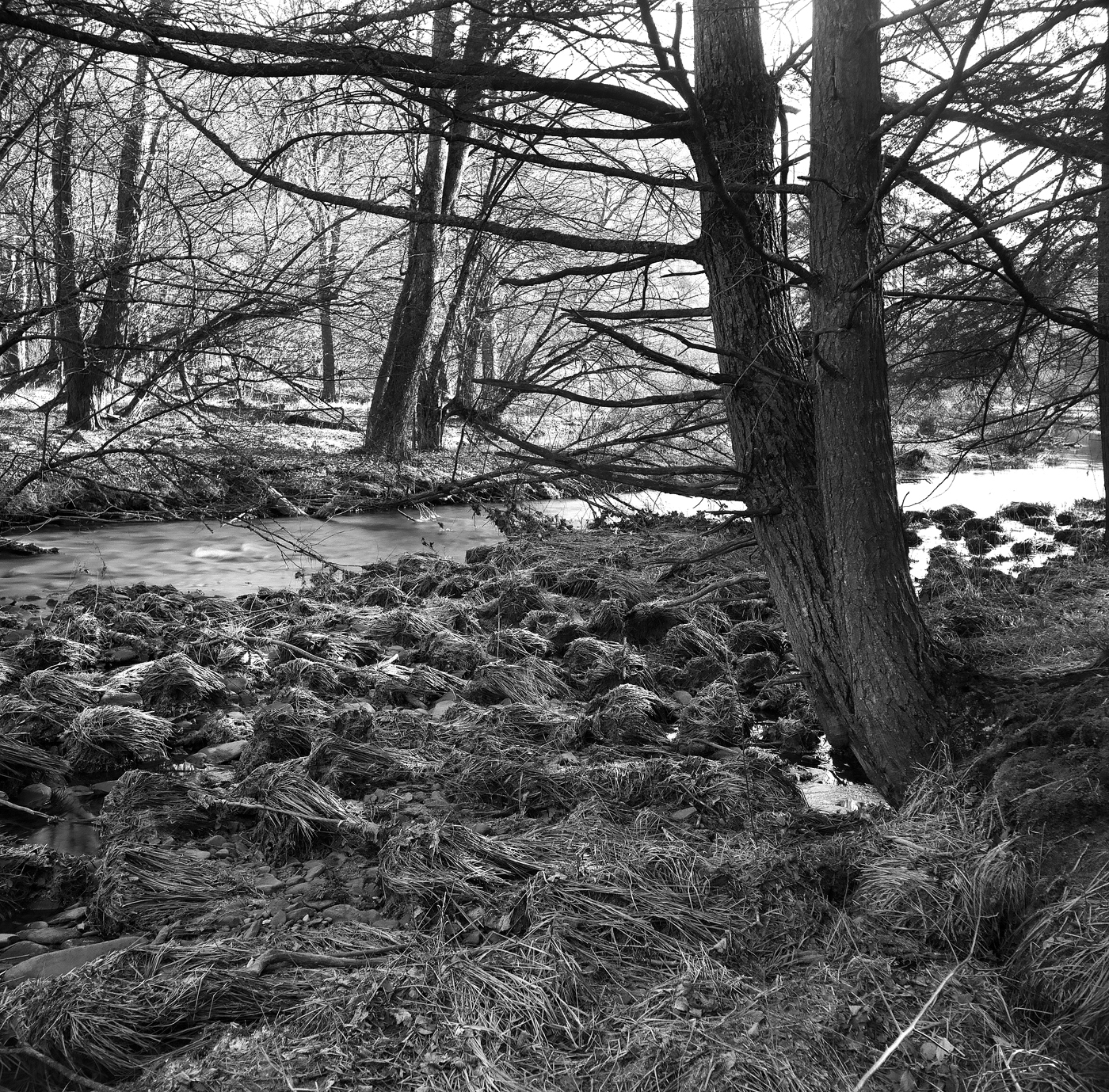 West Branch of Pine Creek