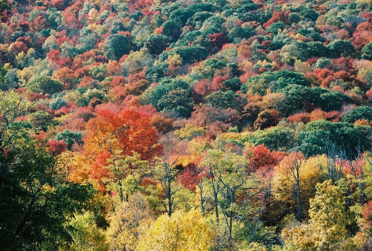 West Virgina Autumn