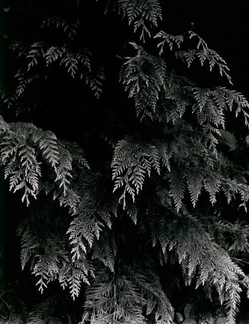 Western Redcedar
