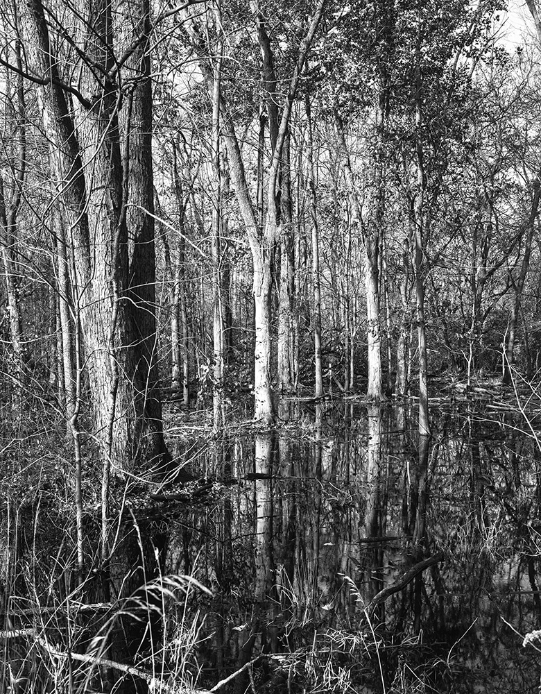 Westerville Swamp