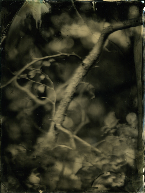 Wet Plate Collodion - blurry tree detail