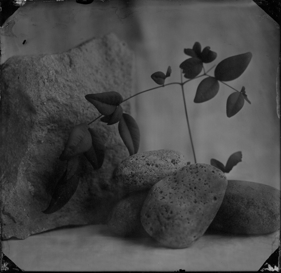 Wet Plate Still Life