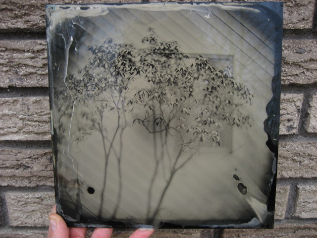 wet plate