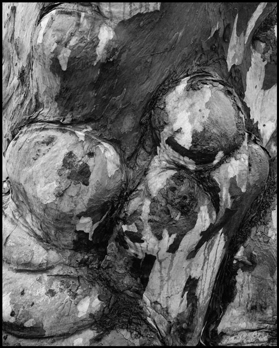 Wet Tree #1