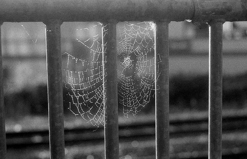 Wet Web