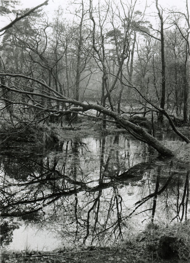 wet winter woods 2