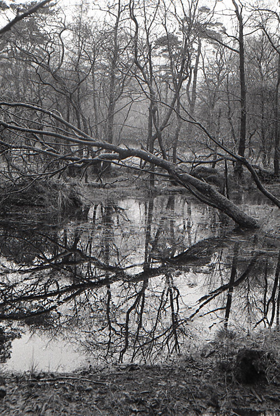 wet winter woods