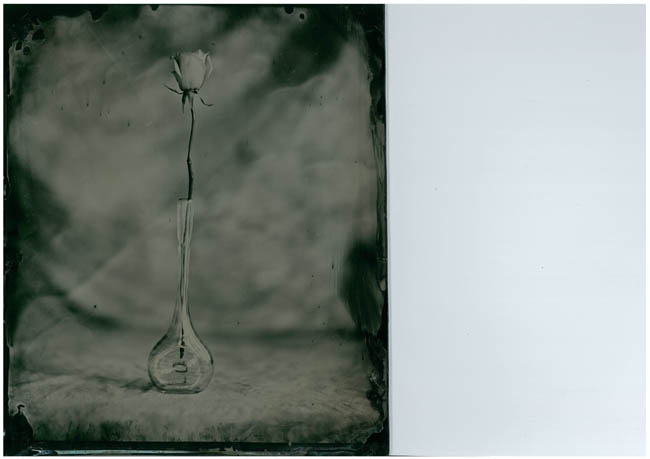 Wet_Plate_flower_3
