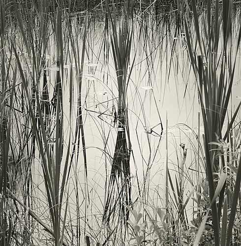Wetland Grasses