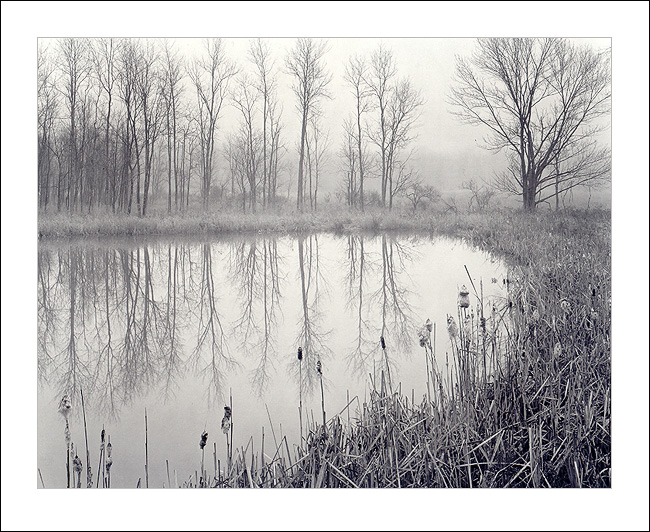 Wetland in Fog