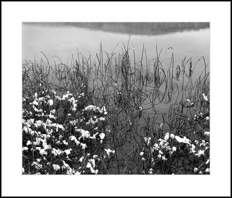 Wetland in Snow 2