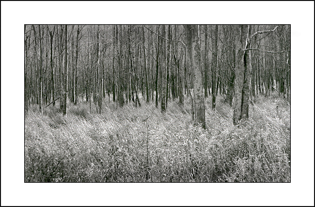 Wetland in Winter Light