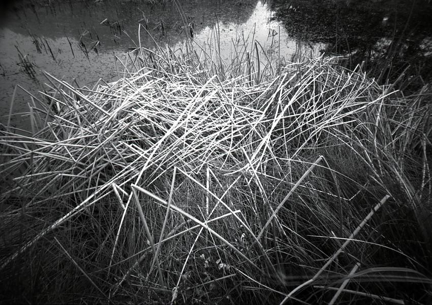 Wetland Reeds