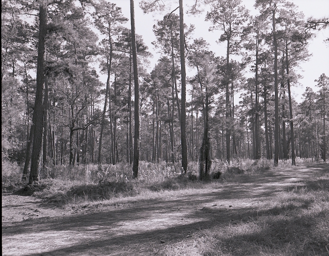 WG Jones State Forest