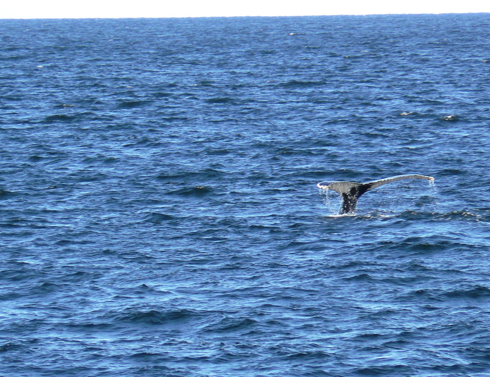 whale of a tail