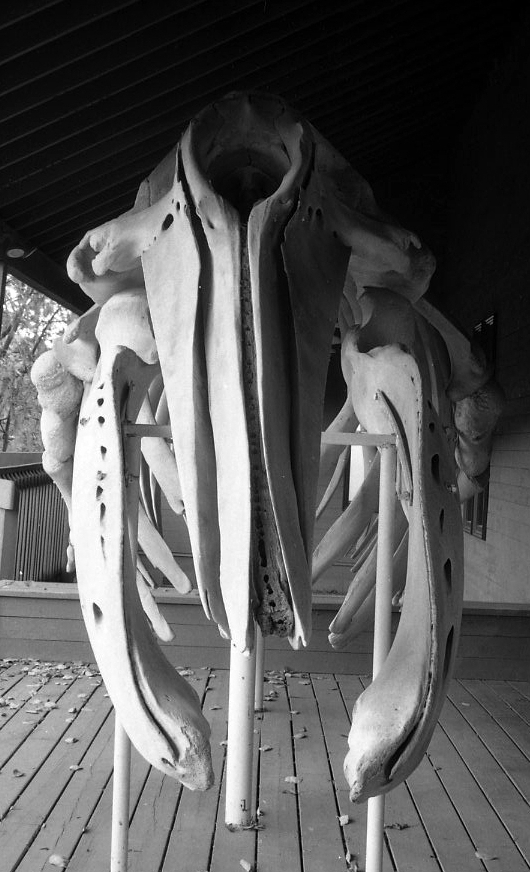 Whale Skeleton