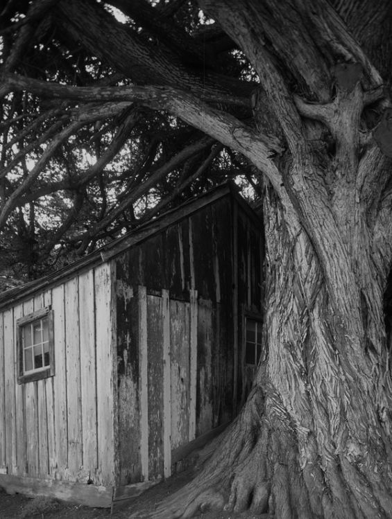Whaler's Cabin, Pt Lobos