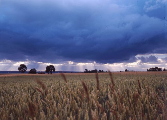 Wheat field