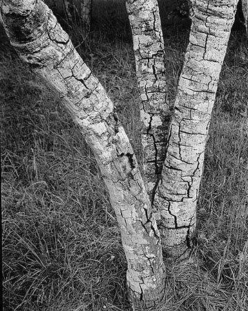 While camping in Monterey