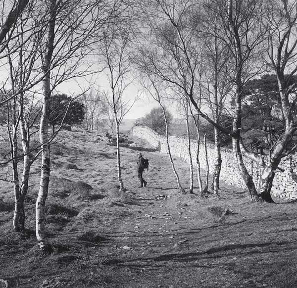 Whitbarrow birches