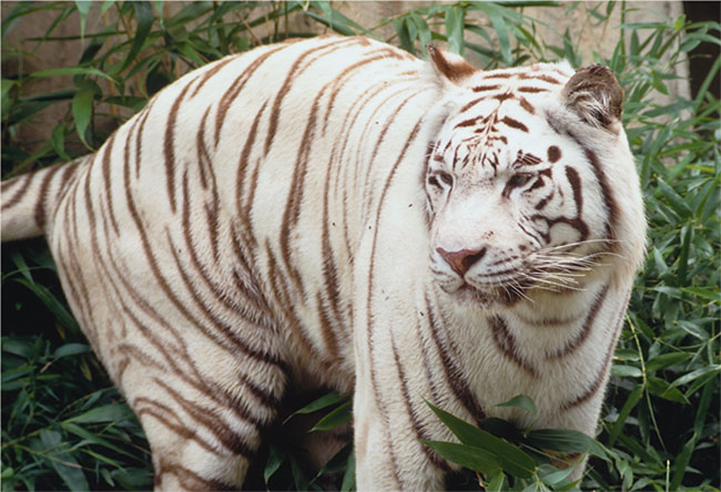 White Bengal Tiger