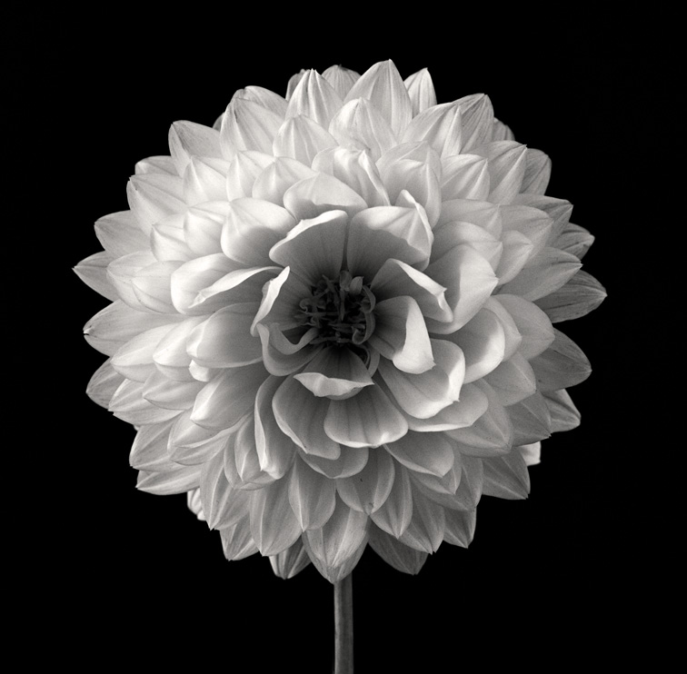 White Dahlia