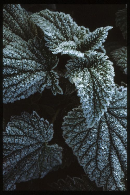White Dead Nettle.