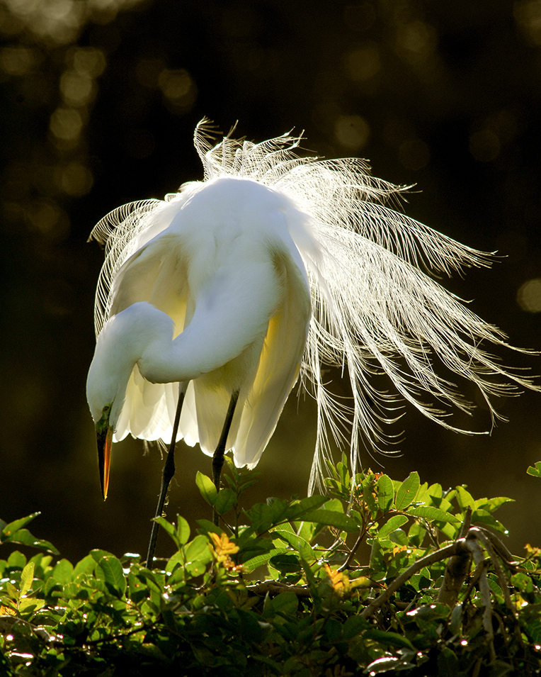 White Egret