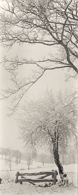 White Field