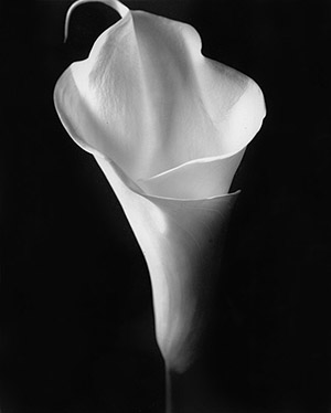 white lilly