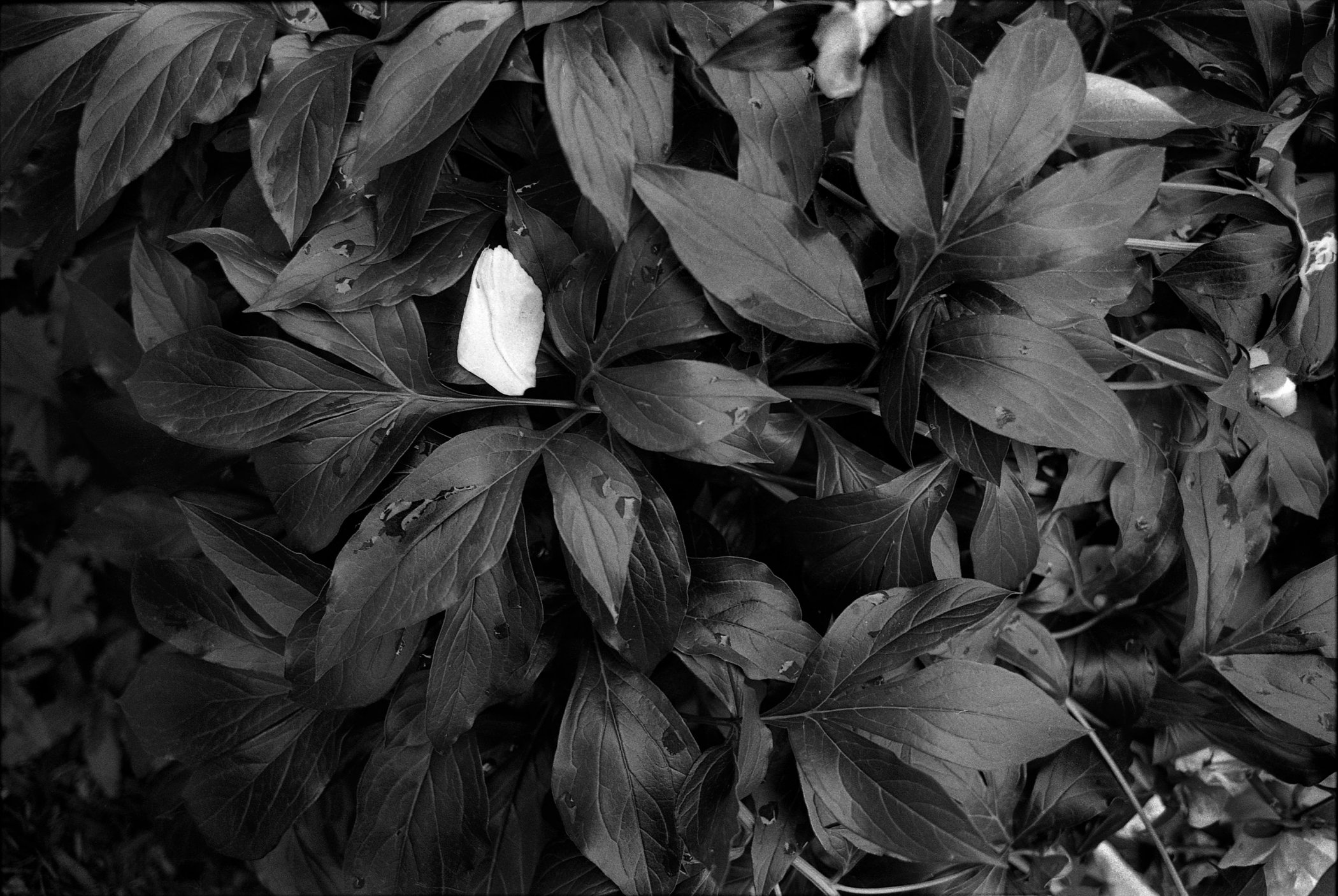 White Petal