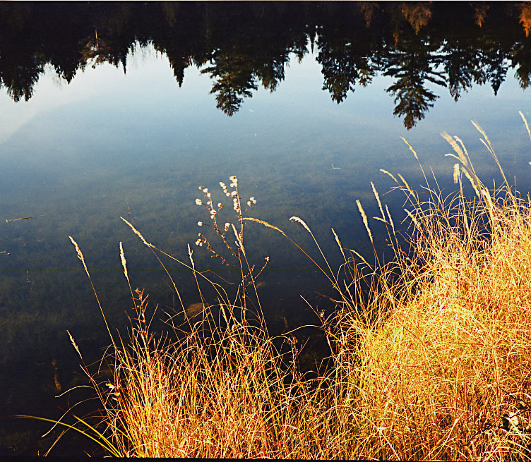 White Pines 2