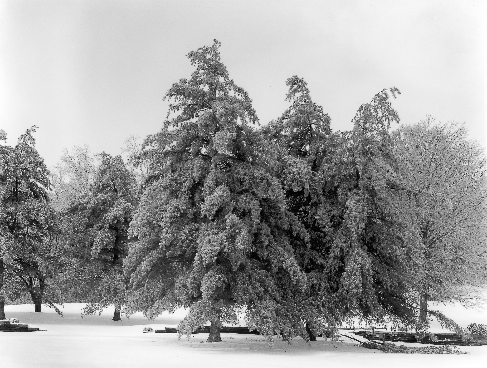 White Pines, Ben Hawes State Park, 2008