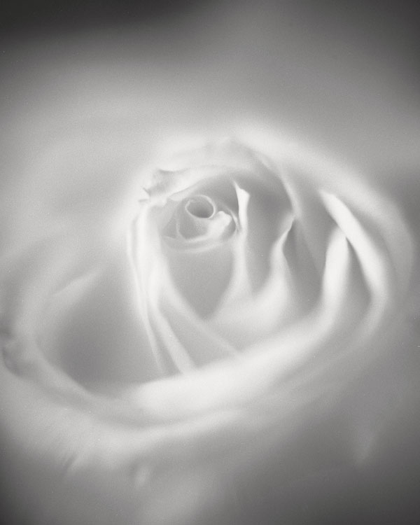 White Rose