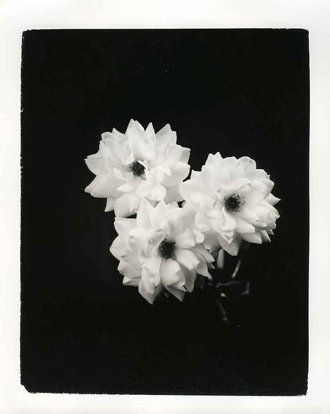 white roses
