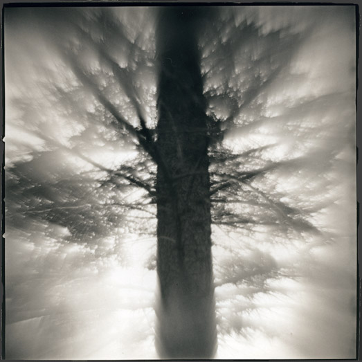 White Spruce