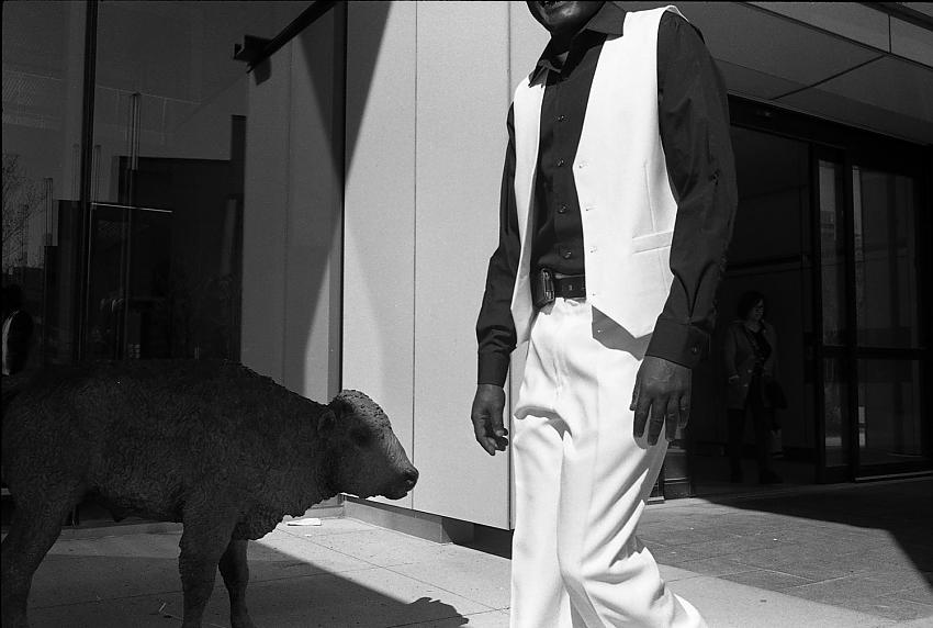 White Suit Buffalo Calf