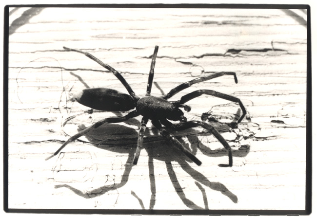 White-tail (Lampona cylindrata)