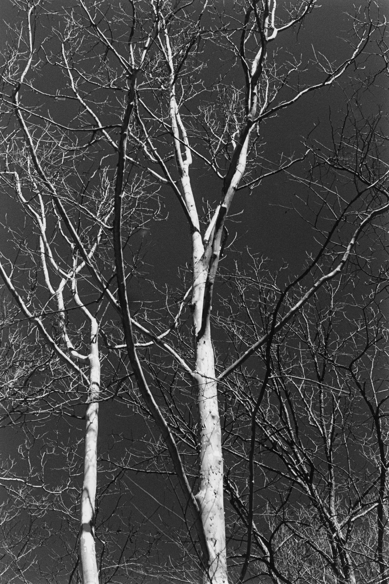 White Tree 2