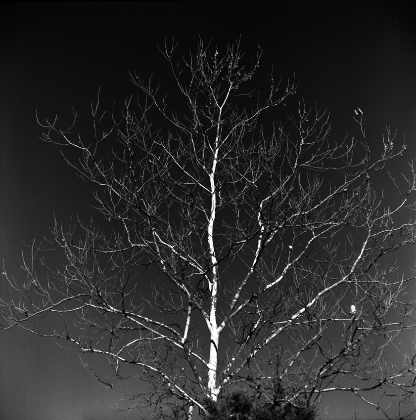 White tree