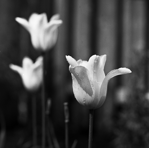 White Tulip