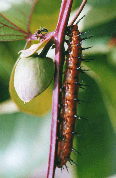Who's Vine is it anyway?