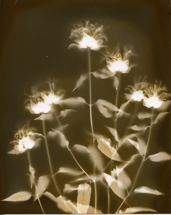 Wild Bee Balm