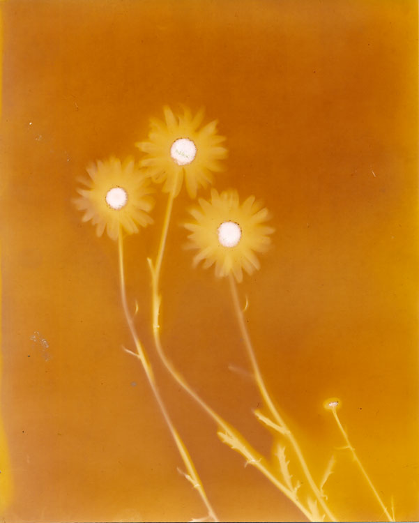Wild Dasies 2